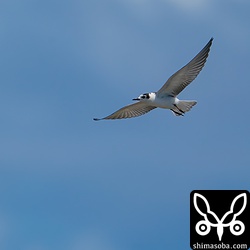 ハジロクロハラアジサシはクロハラアジサシとは違った飛び方をするので遠くからでもなんとなく識別できます。