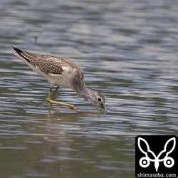 アオアシシギ