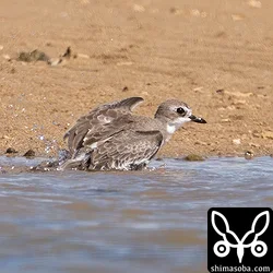 オオメダイチドリ