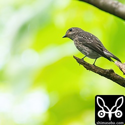 エゾビタキの幼鳥。集落内から林道までどこにでもいる。