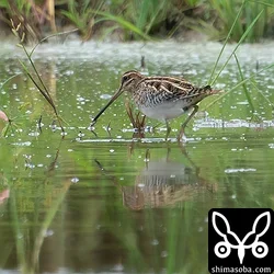 またまたタシギ。成鳥です。
