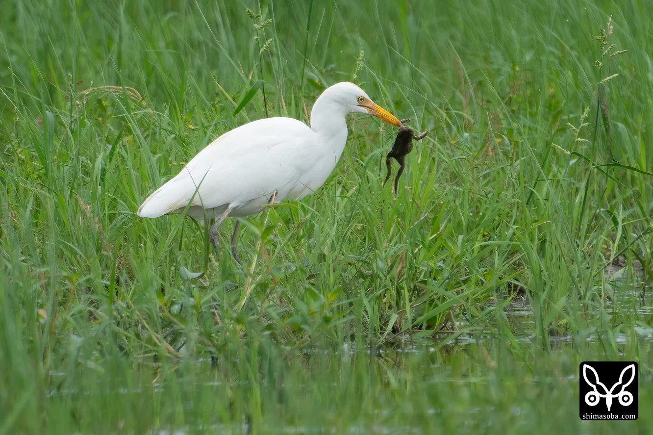 アマサギ