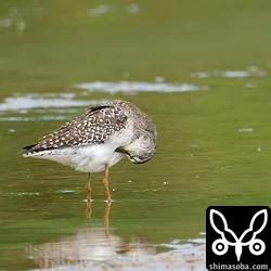 タカブシギ