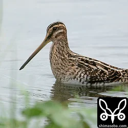 タシギ幼鳥。目の前に出てきました。