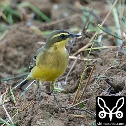 やっと現れた(キマユ)ツメナガセキレイ。成鳥オスはまだまだ夏羽。
