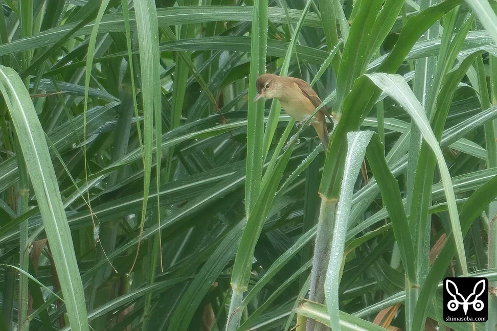 オオヨシキリ