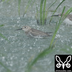 ハマシギ幼羽から第1回冬羽へ。石垣島では幼鳥ばかり飛来します。今季、成鳥は見ていません。