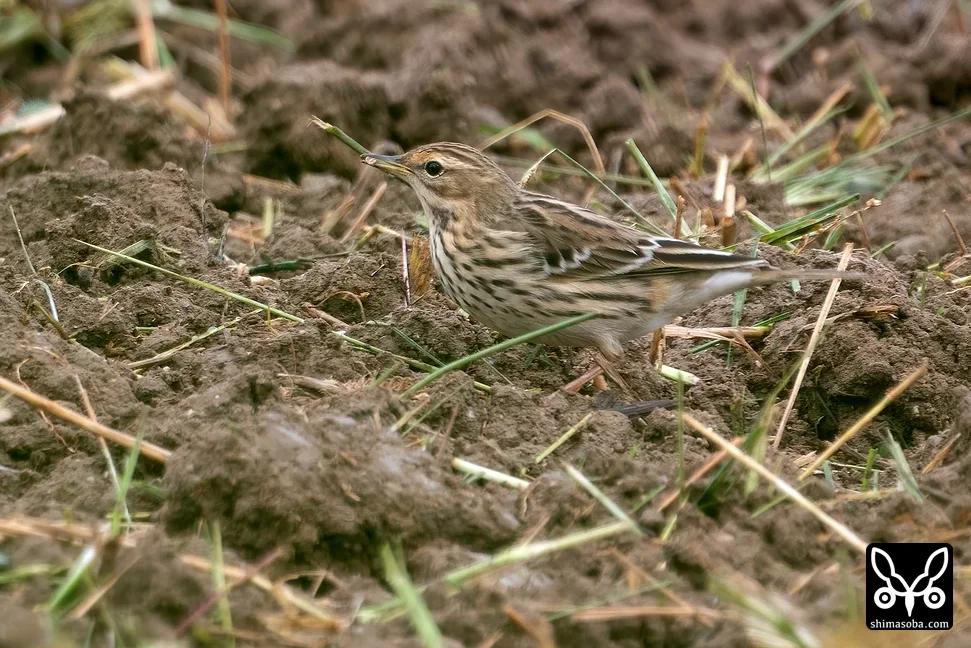 ムネアカタヒバリ