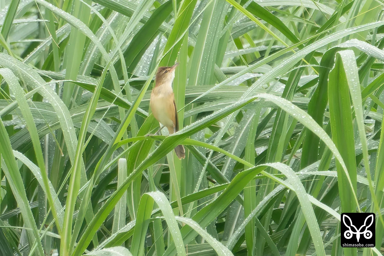 オオヨシキリ