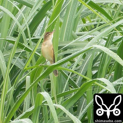 石垣島では貴重なオオヨシキリ。幼鳥。80メートルほど離れているのでこれが限界でした。