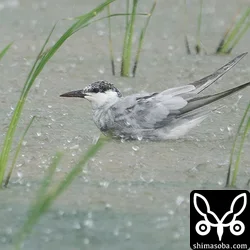 クロハラアジサシ