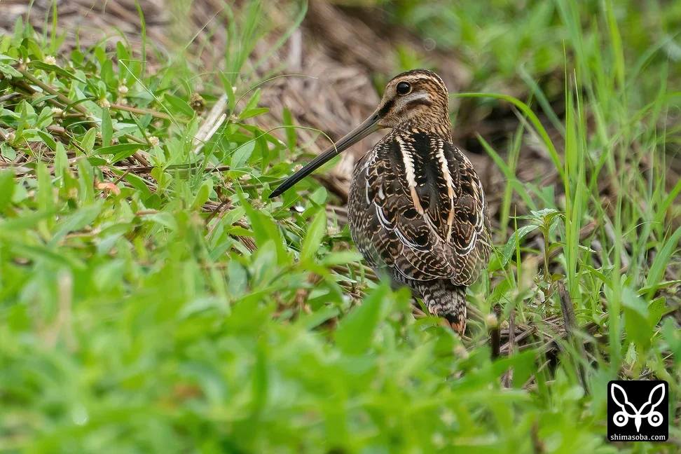 タシギ