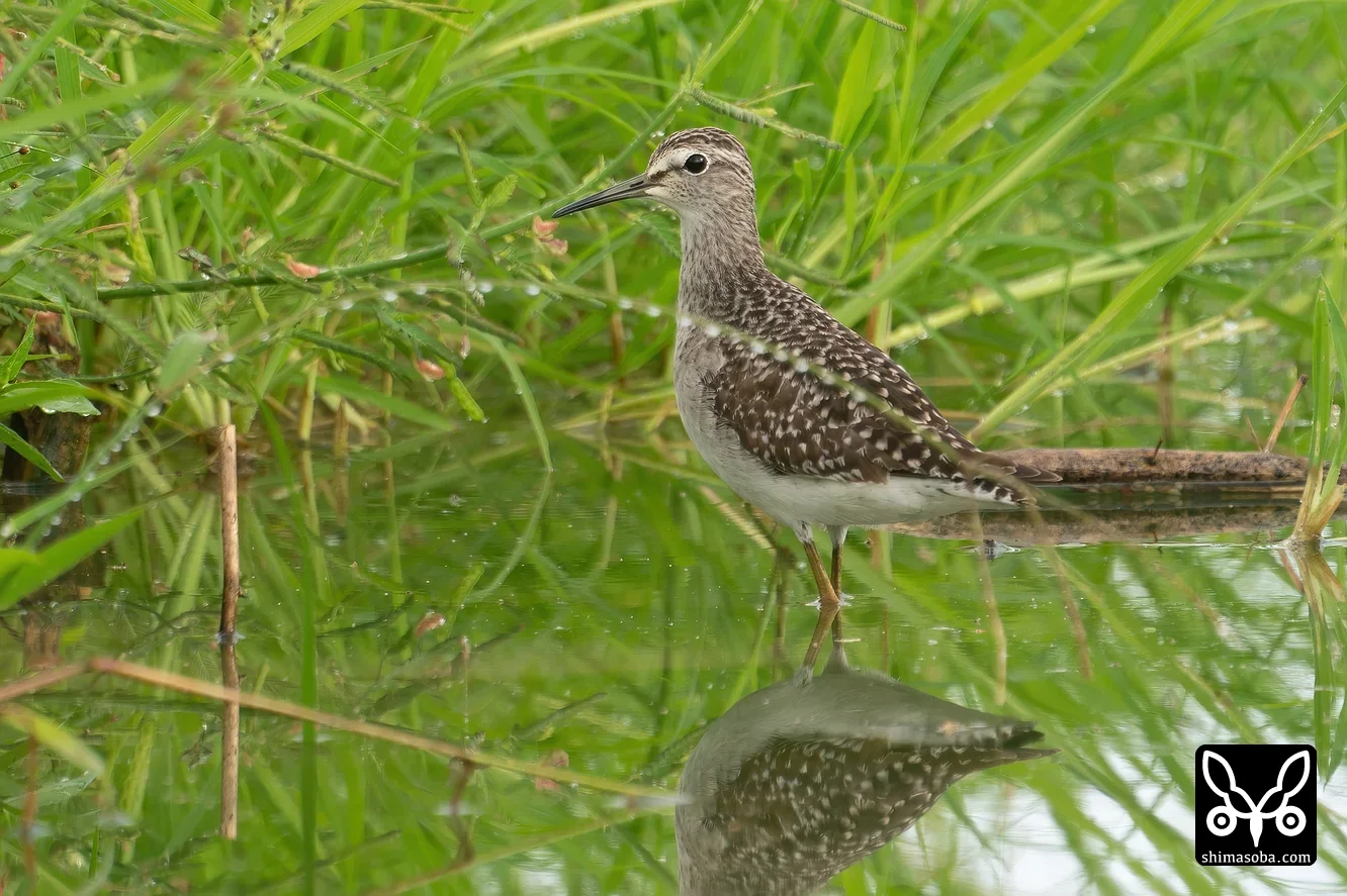 タカブシギ