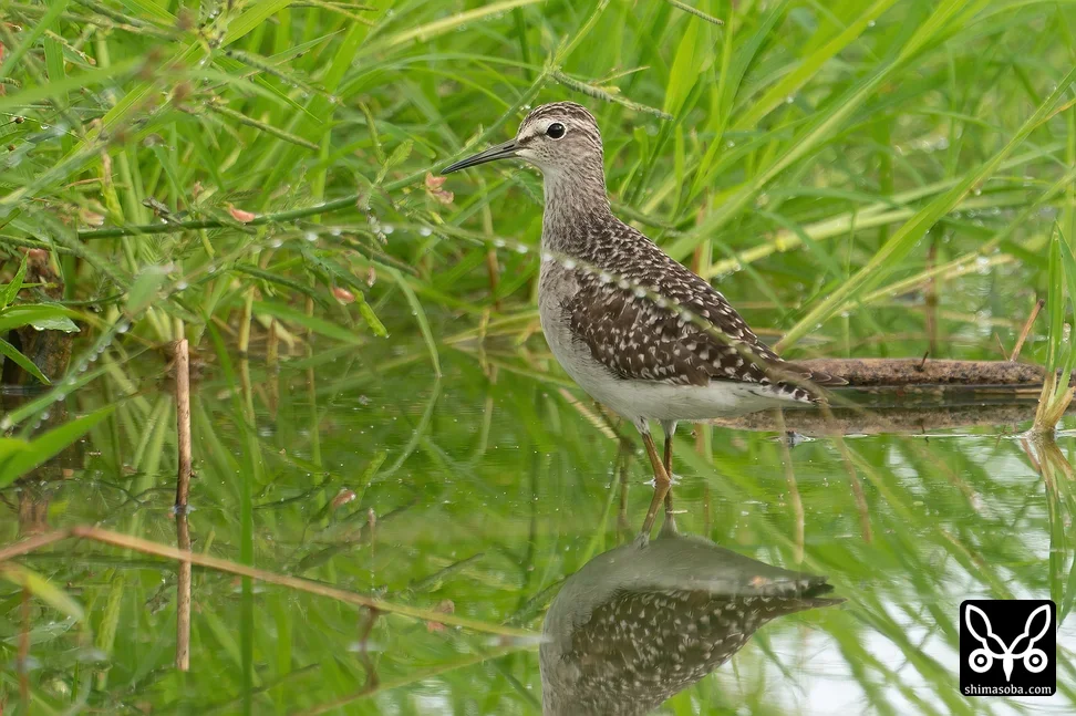 タカブシギ