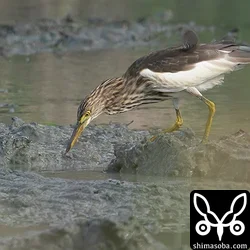 アカガシラサギ