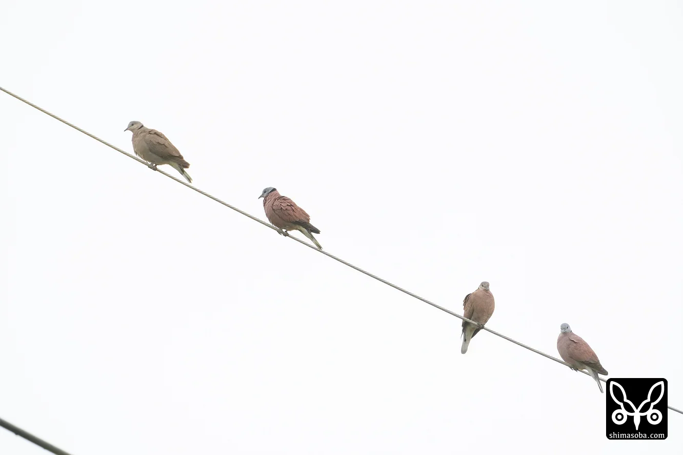ベニバト