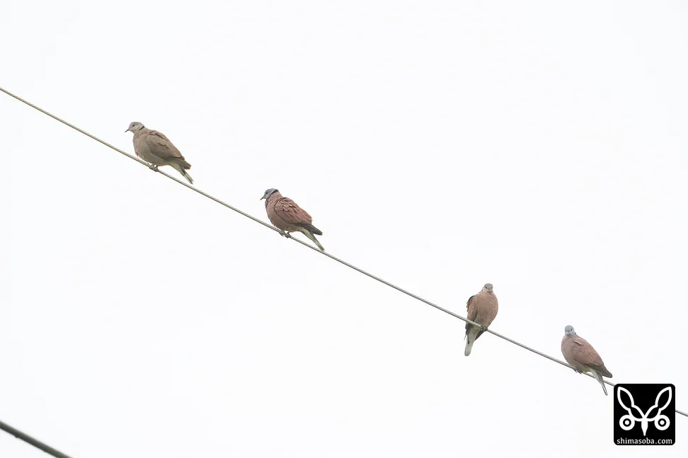 ベニバト