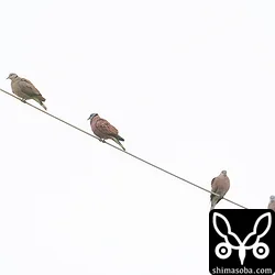 ベニバト