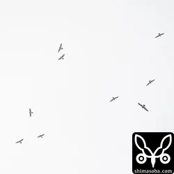 上と同じ群れ。北東から現れて頭上を通って南下していきました。
