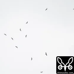 午後4時前にできたサシバのタカ柱。