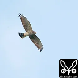 サシバの成鳥メス。