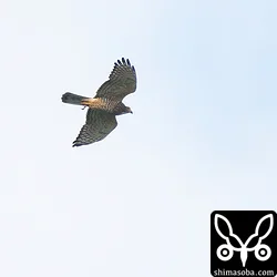サシバの成鳥メス。左足を痛めているようでした。