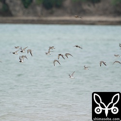 オオメダイチドリ、メダイチドリ、ムナグロ、キョウジョシギ、シロチドリの群れですが、右下の方に1羽だけトウネン。
