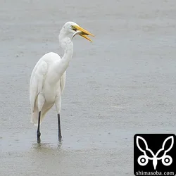 チュウダイサギが小魚を捕まえた。