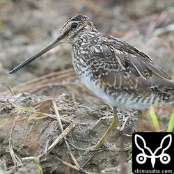 冬羽へ換羽が進むタシギの成鳥。