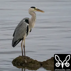 石垣島では冬鳥のアオサギ。海岸に数羽が群れていました。