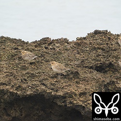 満潮で岩礁に避難するムナグロたち。一番左が幼鳥でほかはすべて成鳥冬羽。