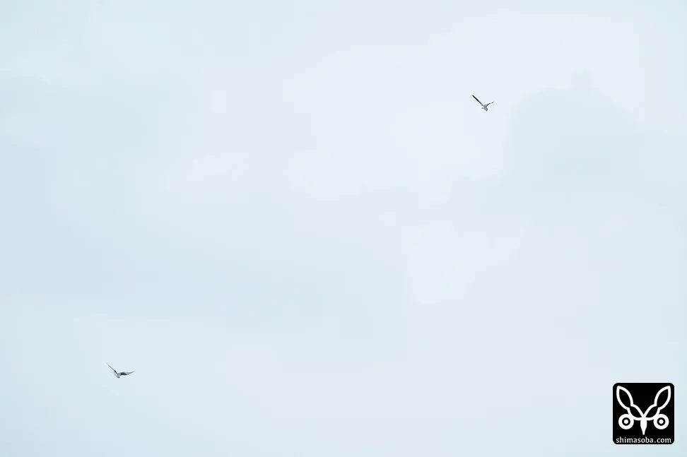 カタグロトビ