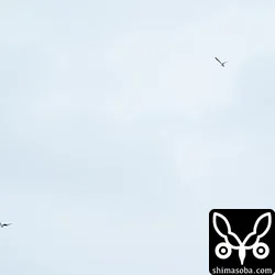 カタグロトビ