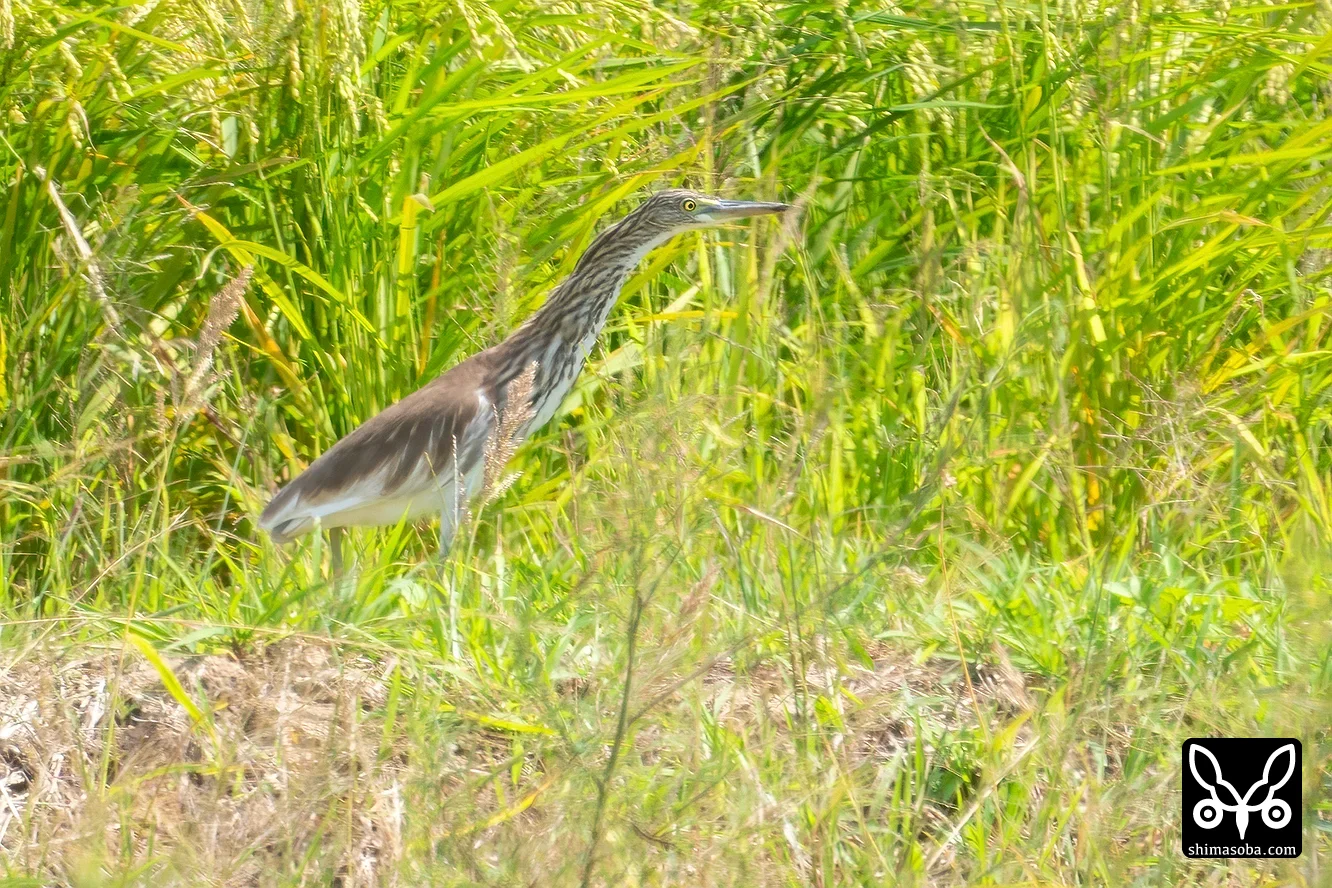アカガシラサギ