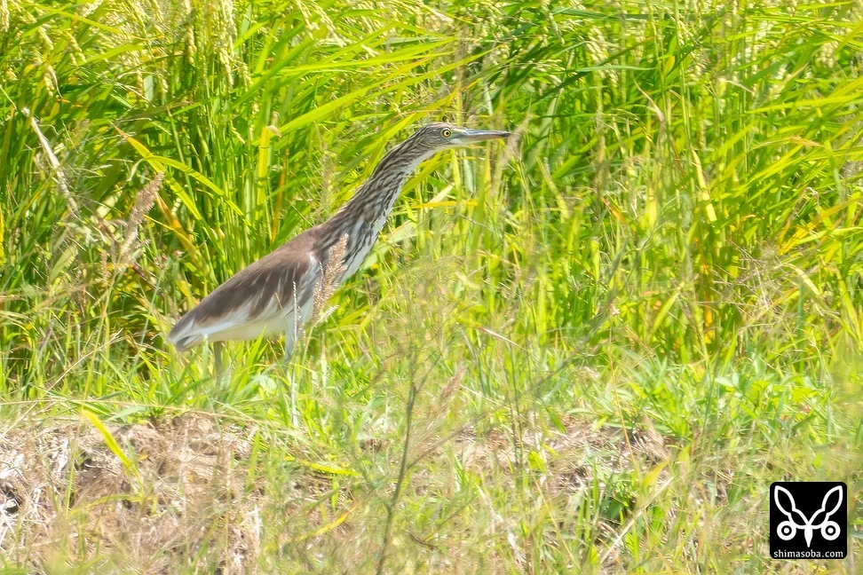 アカガシラサギ