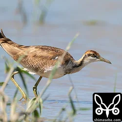 今季初のレンカク、ヒドリガモと長逗留のアカガシラサギほか