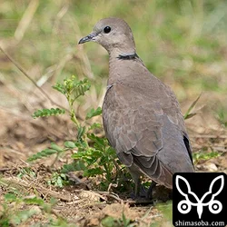 ベニバト