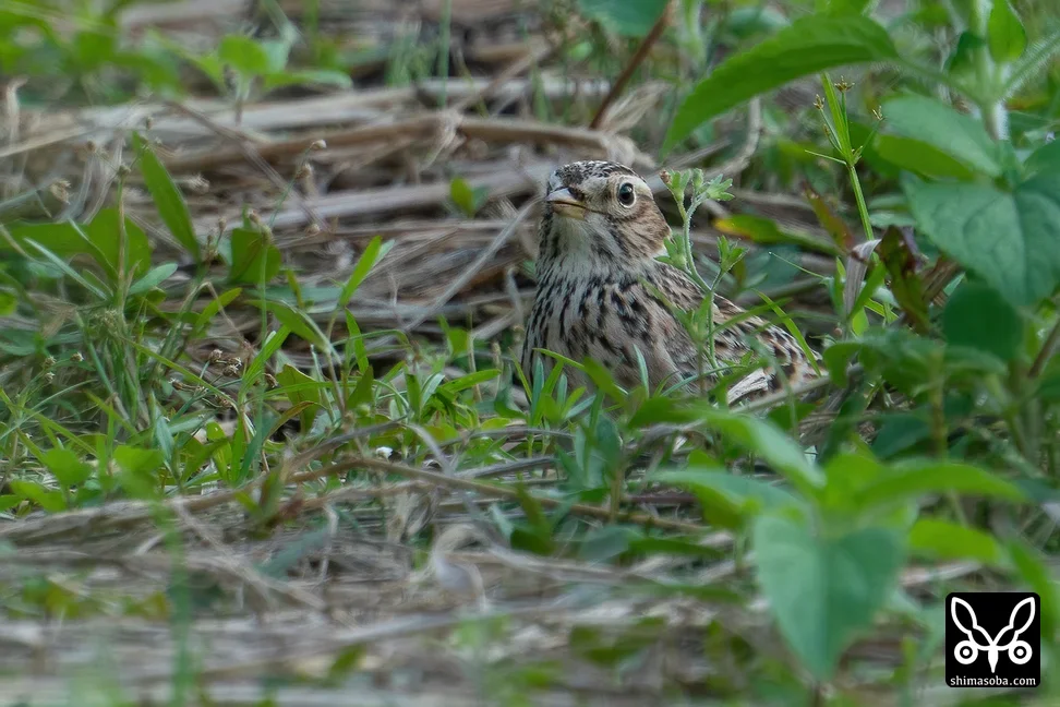 ヒバリ