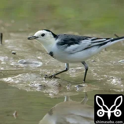 ホオジロハクセキレイ