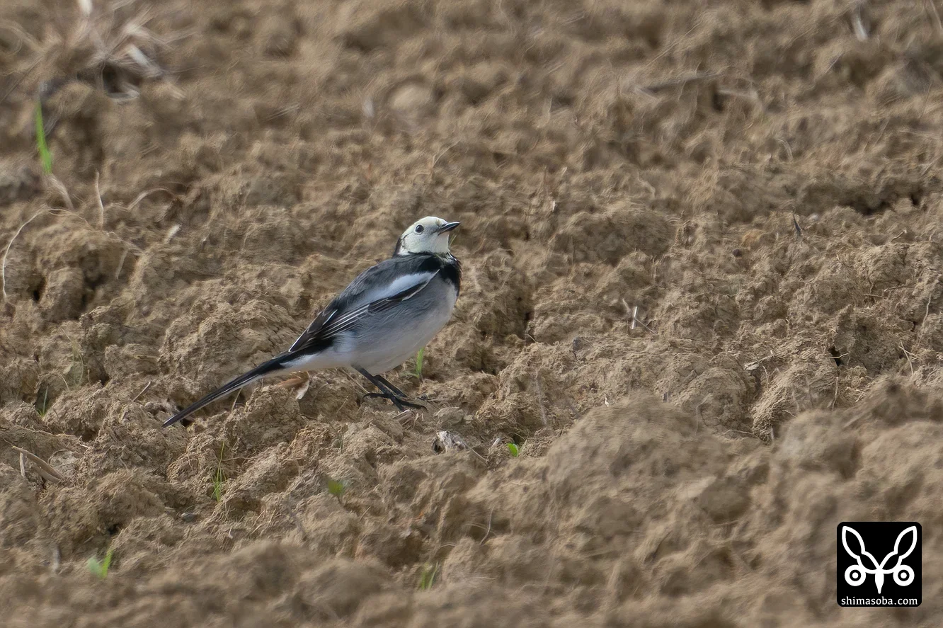 ホオジロハクセキレイ
