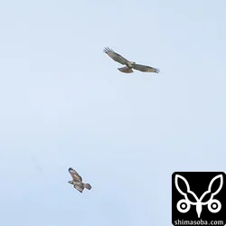 ノスリ