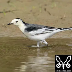ホオジロハクセキレイ