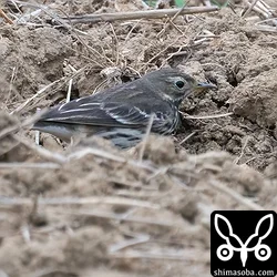 タヒバリ成鳥冬羽。
