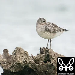 今季初のカワウ、キンクロハジロ、ダイゼン幼鳥