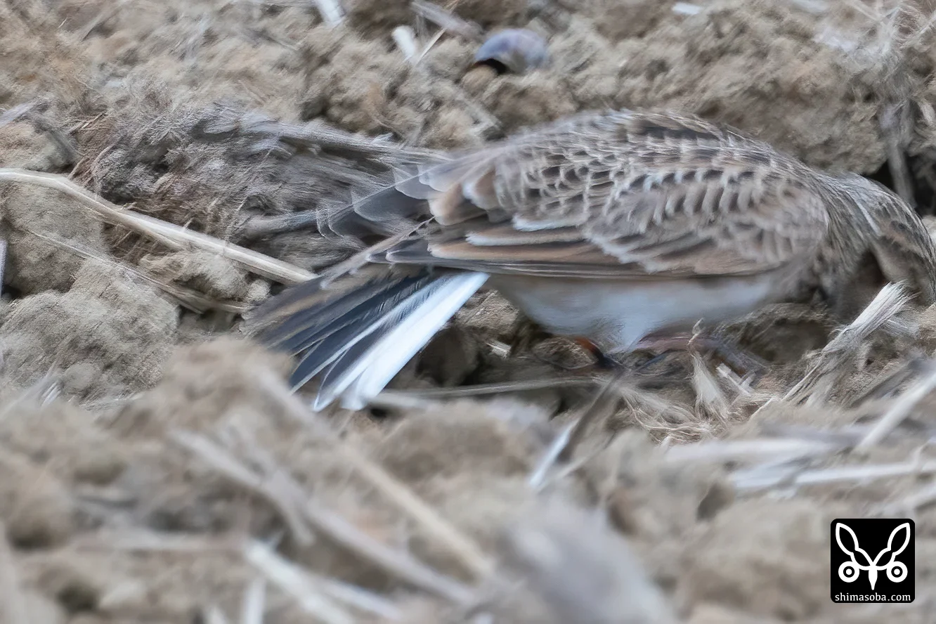 ヒバリ