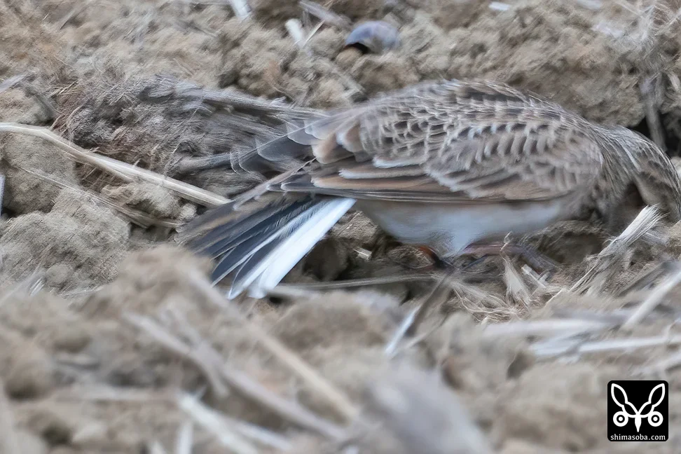 ヒバリ