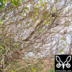 ベニバトのオス3羽とメス4羽の合わせて7羽。もう1羽のメス個体は写真左上の葉の後ろにいます。幼鳥も1羽いたのですが、発見の日、友人の目の前でハヤブサに狩られてしまいました。画面中央左に写るオスは妙に色の淡い個体でした。