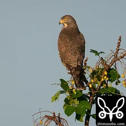 サシバのオス成鳥。狩りのシーンを見たかったのですが、まったりモードでかなわず…。