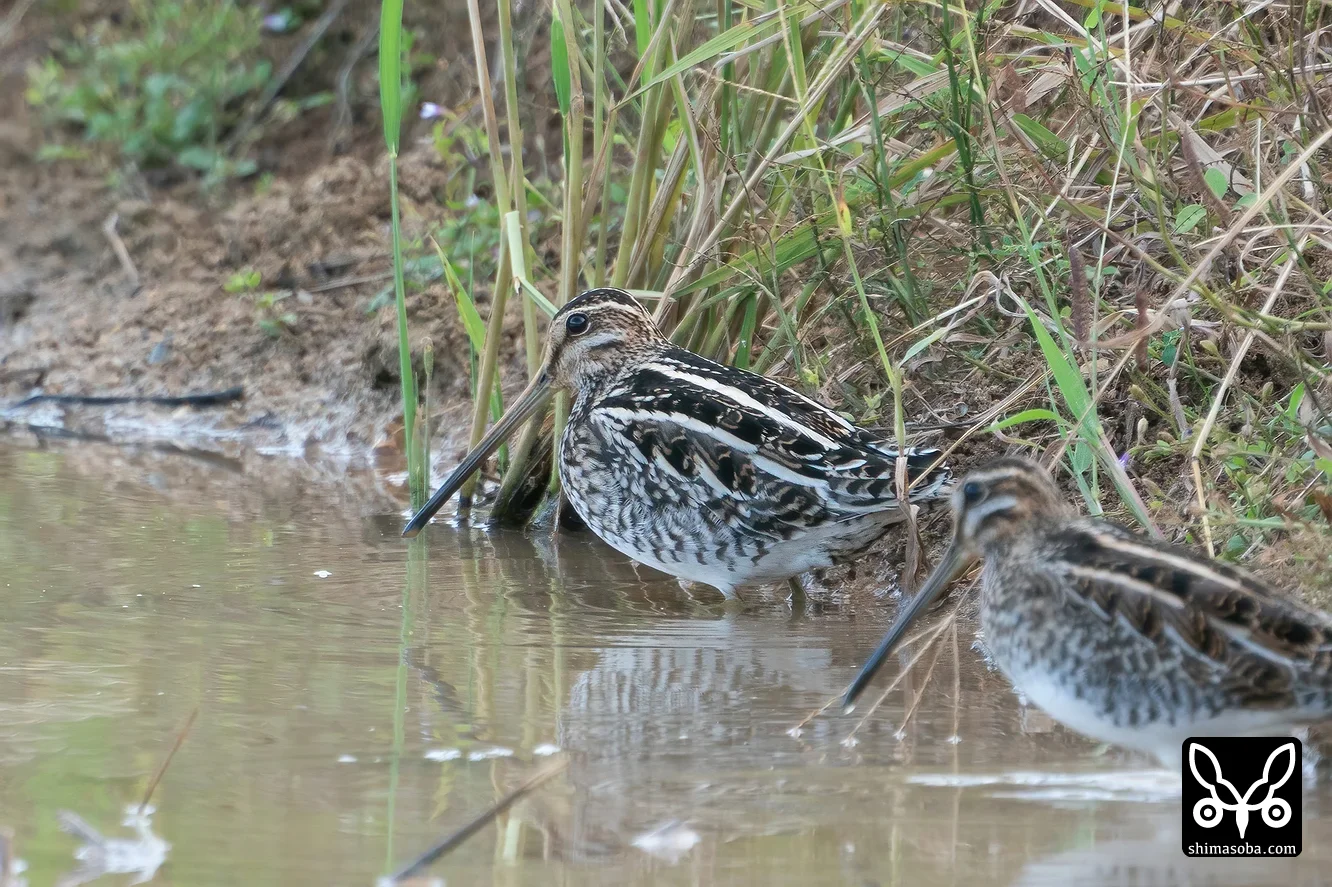 タシギ