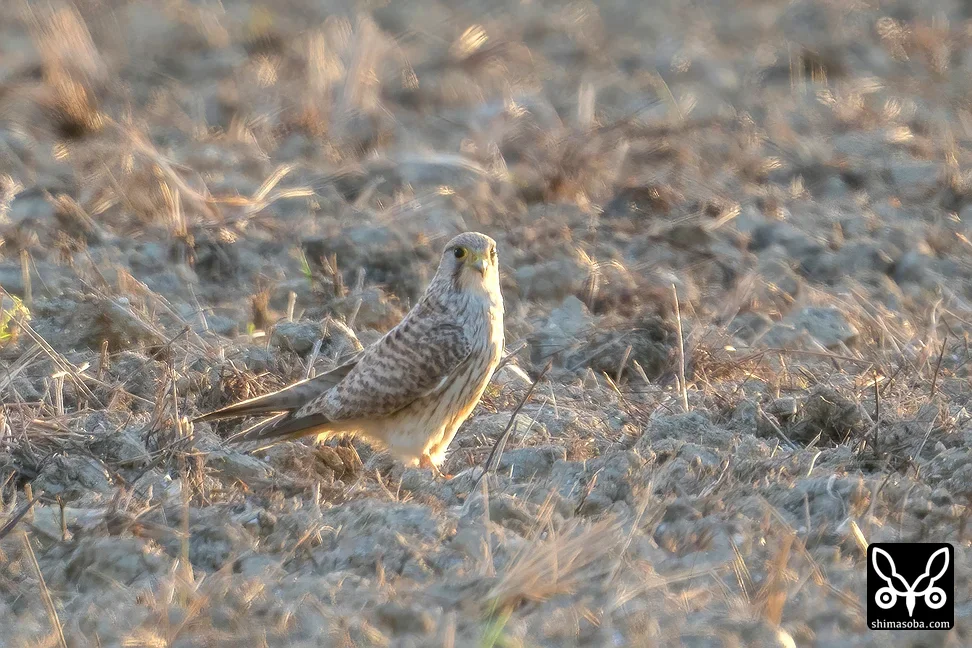 チョウセンチョウゲンボウ